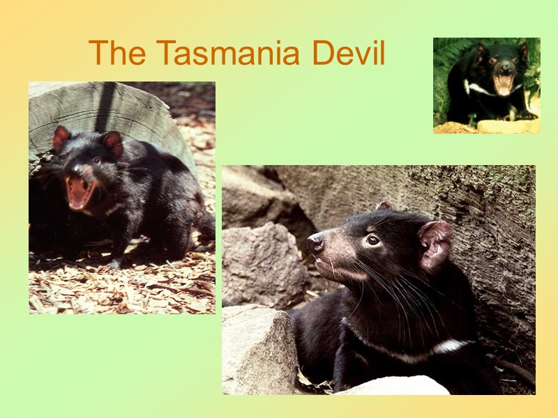 51 The Tasmania Devil